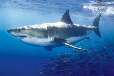 great-white-shark01
