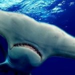 日本にもいる!?恐怖の人食いザメ・・・夏がくると気になるサメのニュース!