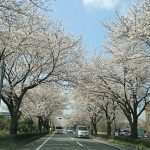 「大津北中学校前の通り&本田技研南通りの桜並木、大津町運動公園の桜|菊池郡大津町」くまとR子の子育て日記(148日目)