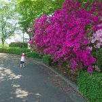 「昭和園に響くカラオケ演歌もまたよし?|大津町つつじ祭り」くまとR子の子育て日記(161日目)