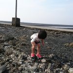 「宇土市・長浜海岸では20年ぶりに観光潮干狩り本格再開、僕らは長部田海床路(ながべたかいしょうろ)で潮干狩りもどき?」くまとR子の子育て日記(163日目)